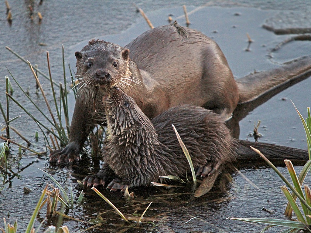 Otters at Tophill Low Nature Reserve